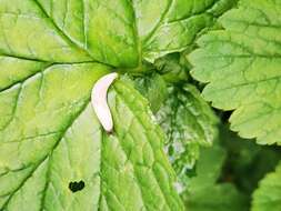 Image of field slug