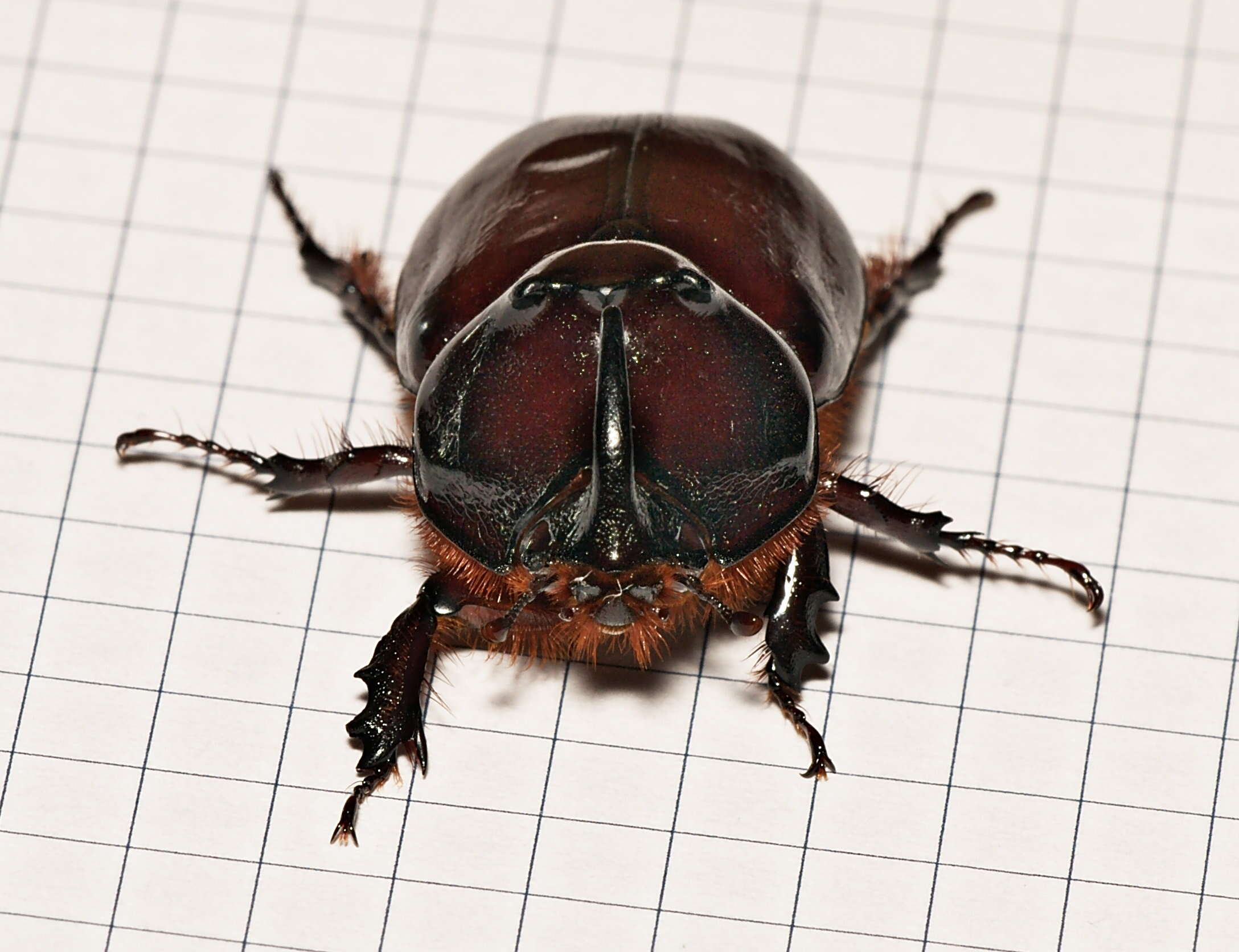 Image of European rhinoceros beetle