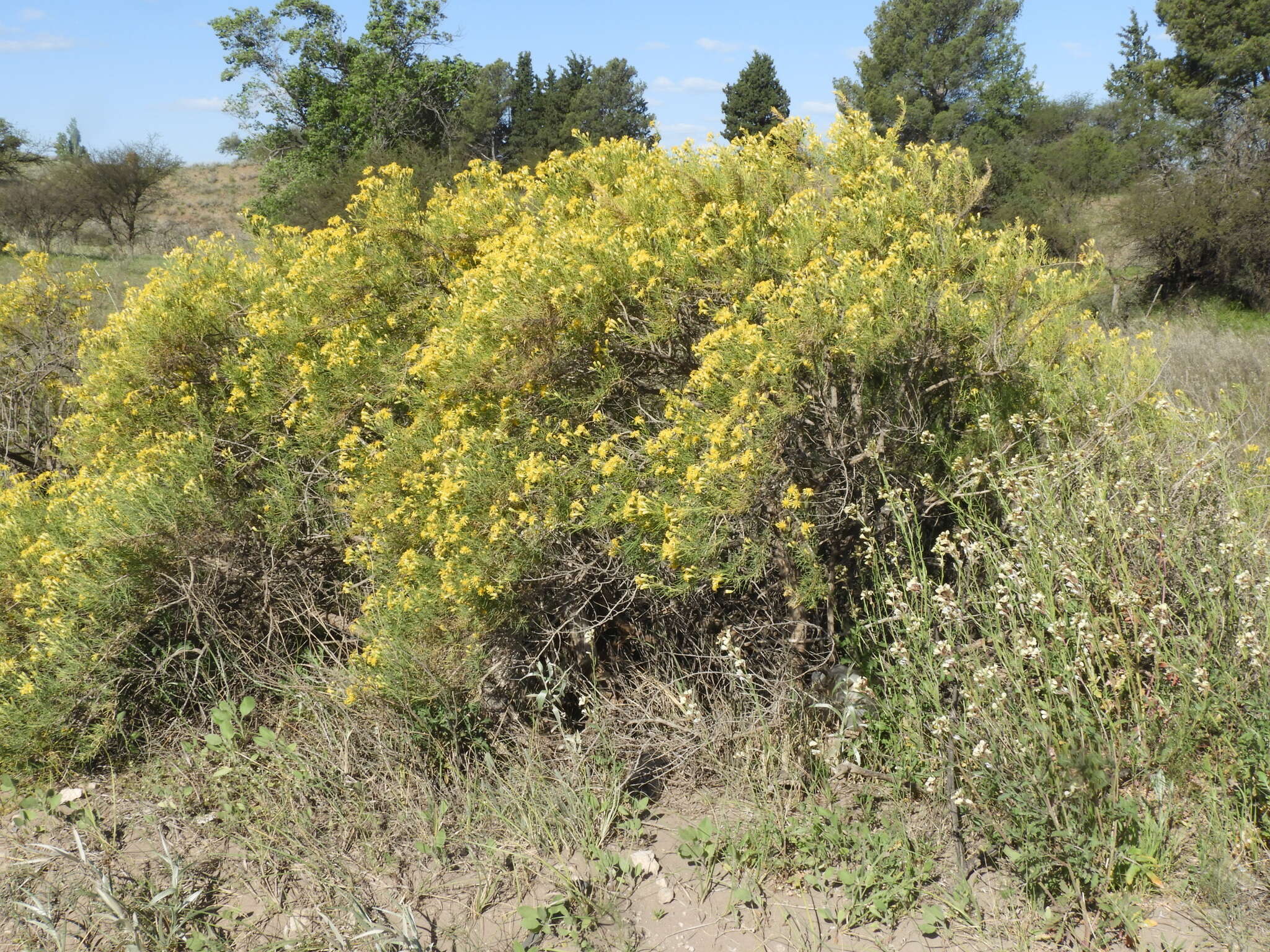 Image of Senecio subulatus D. Don ex Hook. & Arn.