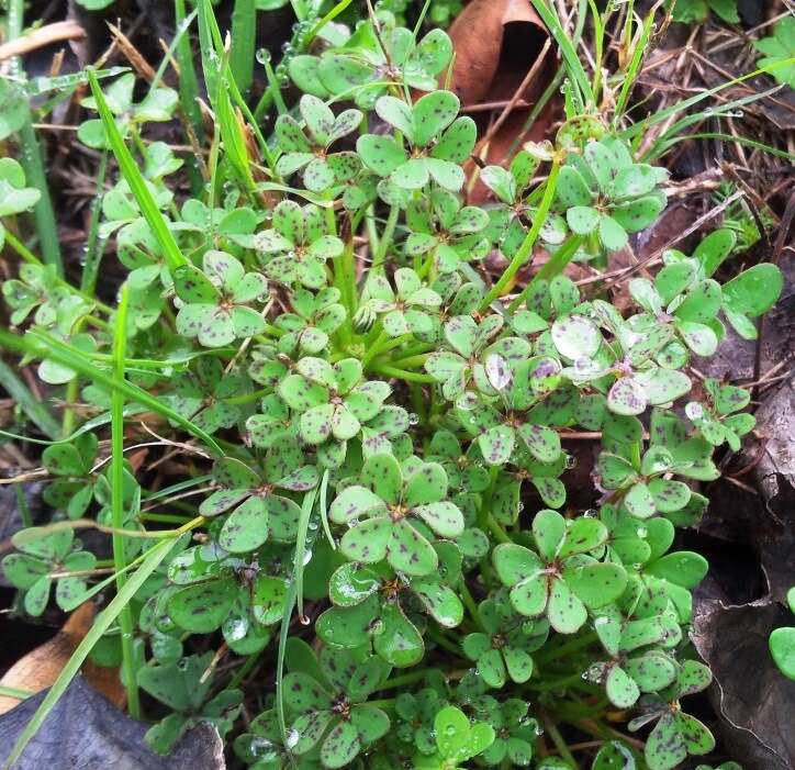 Image of Bermuda buttercup