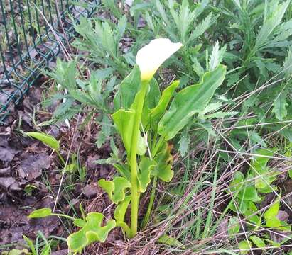 Image of Arum lily