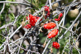 Image de Peniocereus striatus (Brandegee) Buxb.