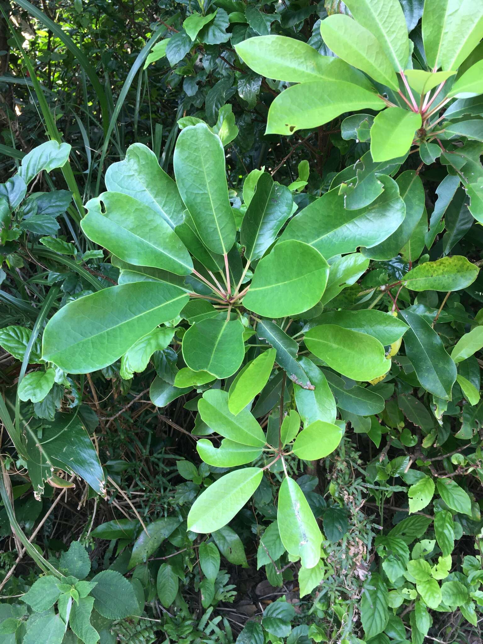 Image of Daphniphyllum pentandrum Hayata