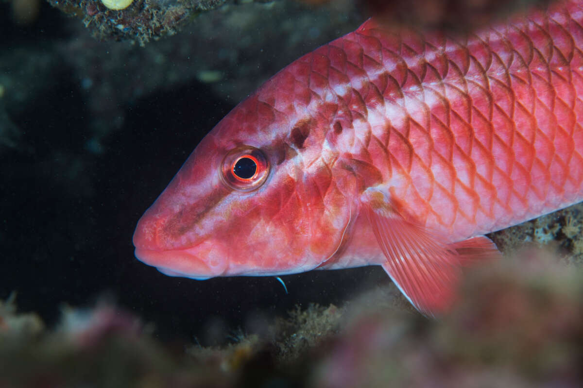 Image of Whitesaddle goatfish