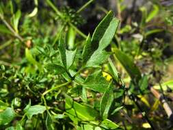 Image of Clematis fawcettii F. Müll.