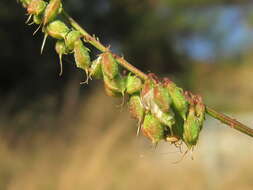 Imagem de Melilotus hirsutus Lipsky