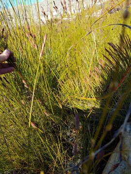 Image of Protea pityphylla Phillips