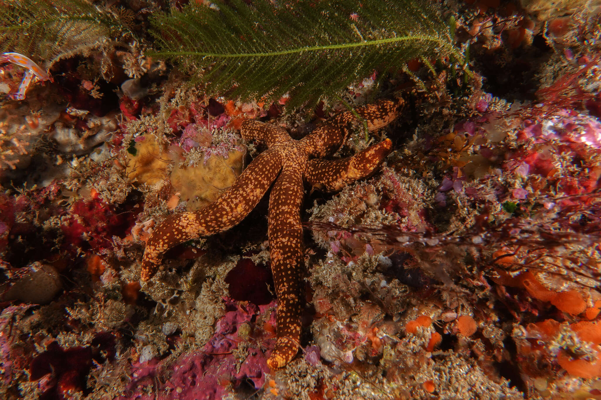 Image of Ophidiaster macknighti H. E. S. Clark 1962