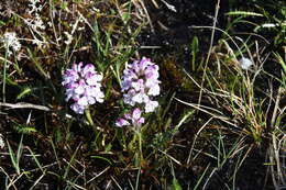 Image of Sudetic Lousewort