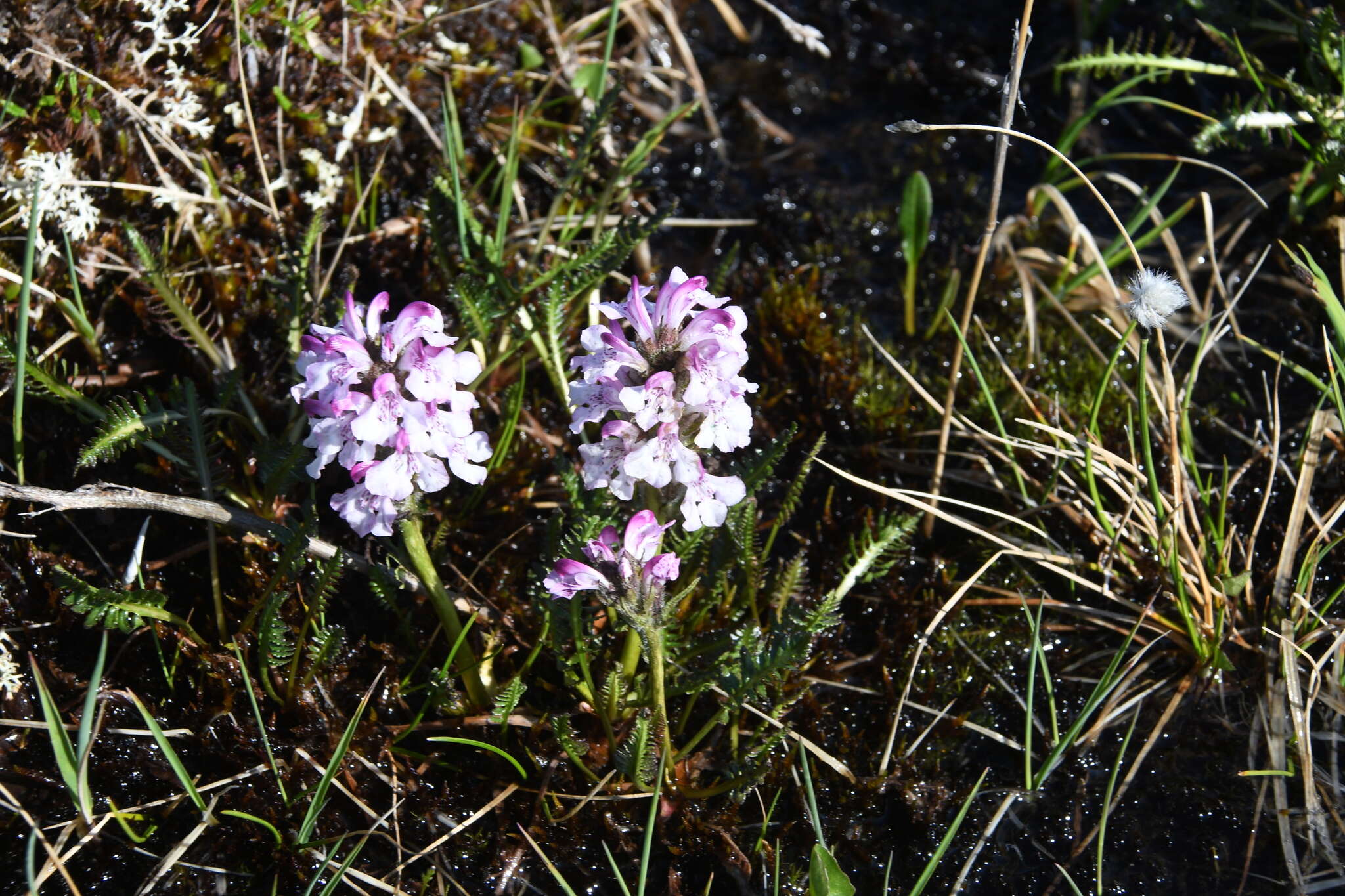 Image of Sudetic Lousewort