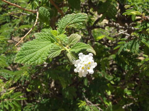 Image of velvet shrubverbena