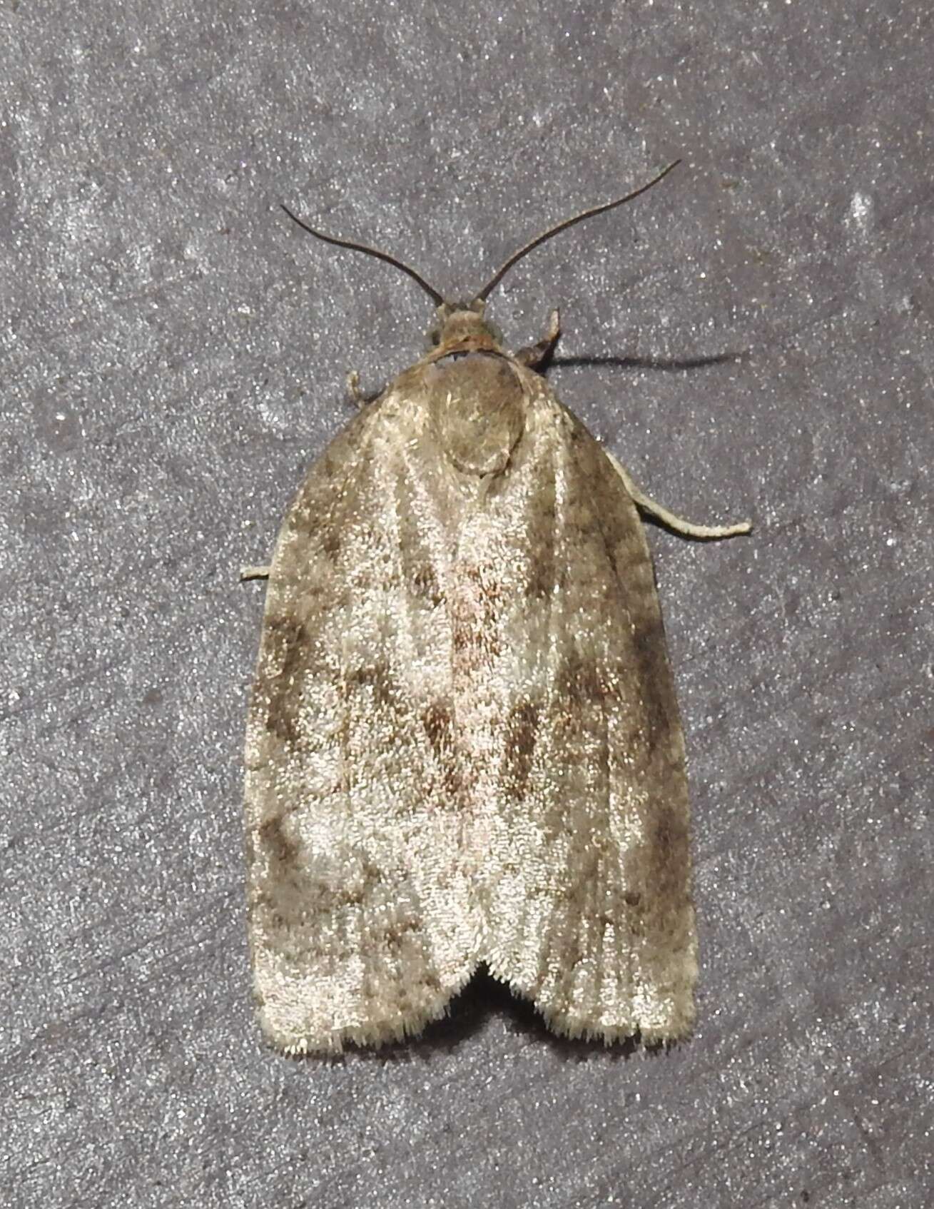 Image of Large Aspen Tortrix