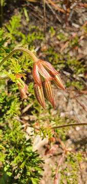 Imagem de Pelargonium longicaule Jacq.