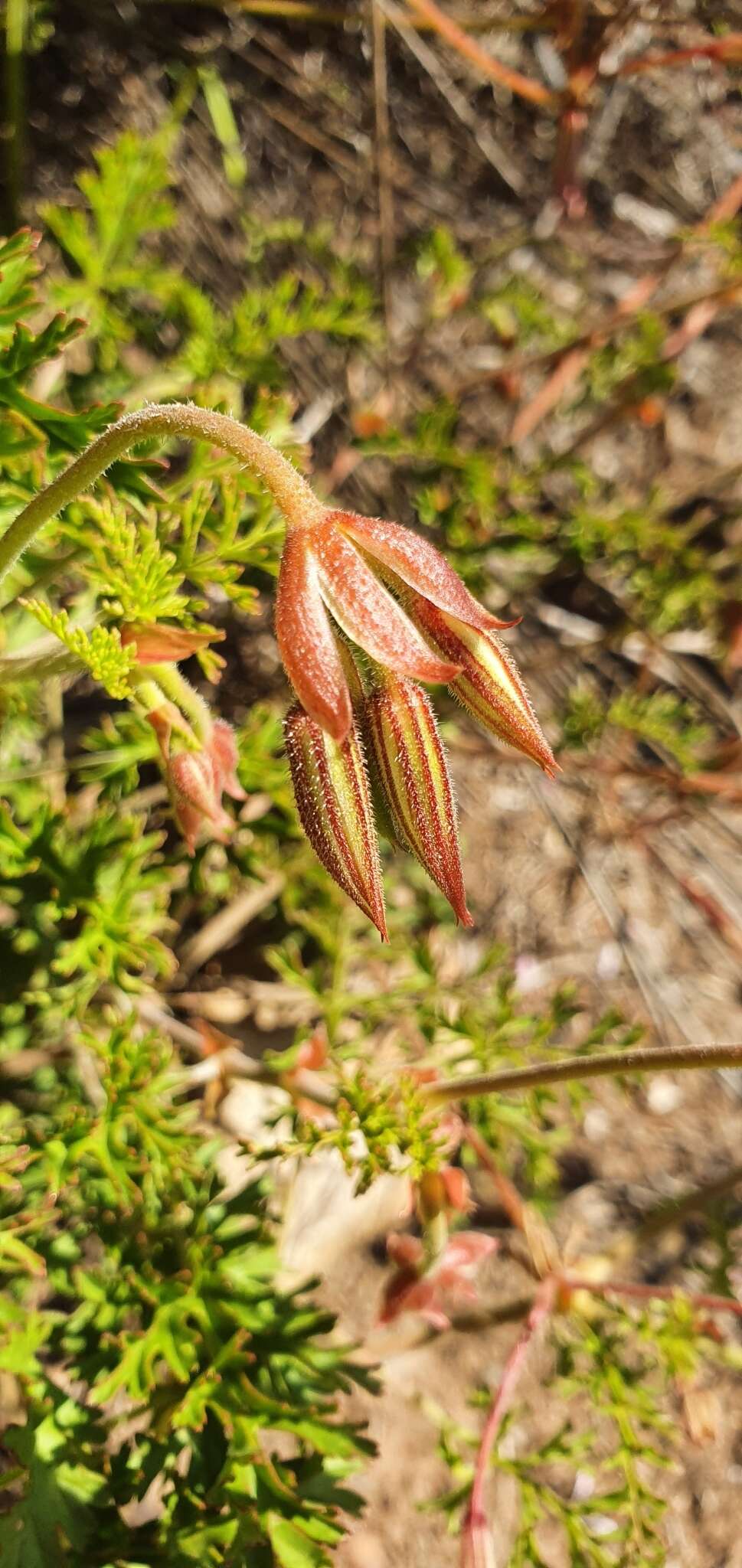 Image of Pelargonium longicaule Jacq.