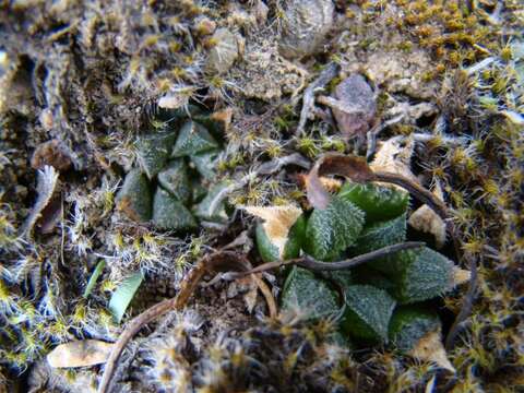 Image of Haworthia maraisii var. maraisii