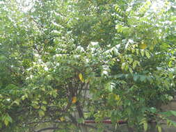 Image of carambola