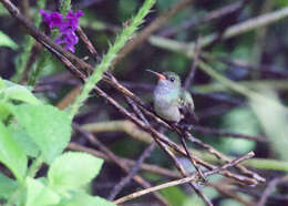 Image of Blue-throated Sapphire