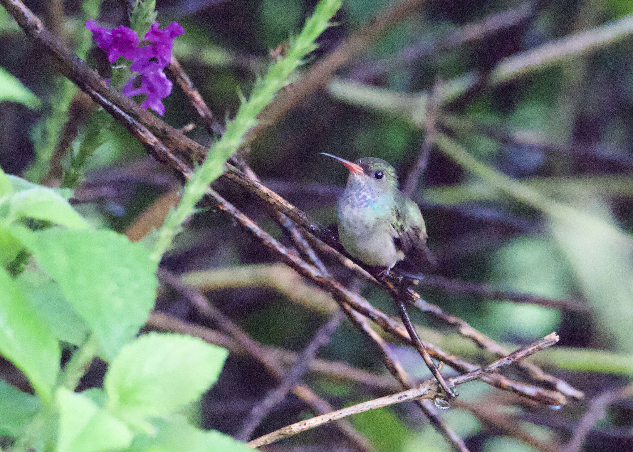 Image of Blue-throated Sapphire