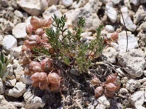 Image of Monti's milkvetch