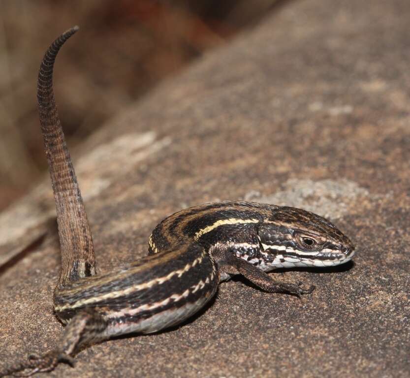 Image of Tropidosaura montana rangeri Hewitt 1926