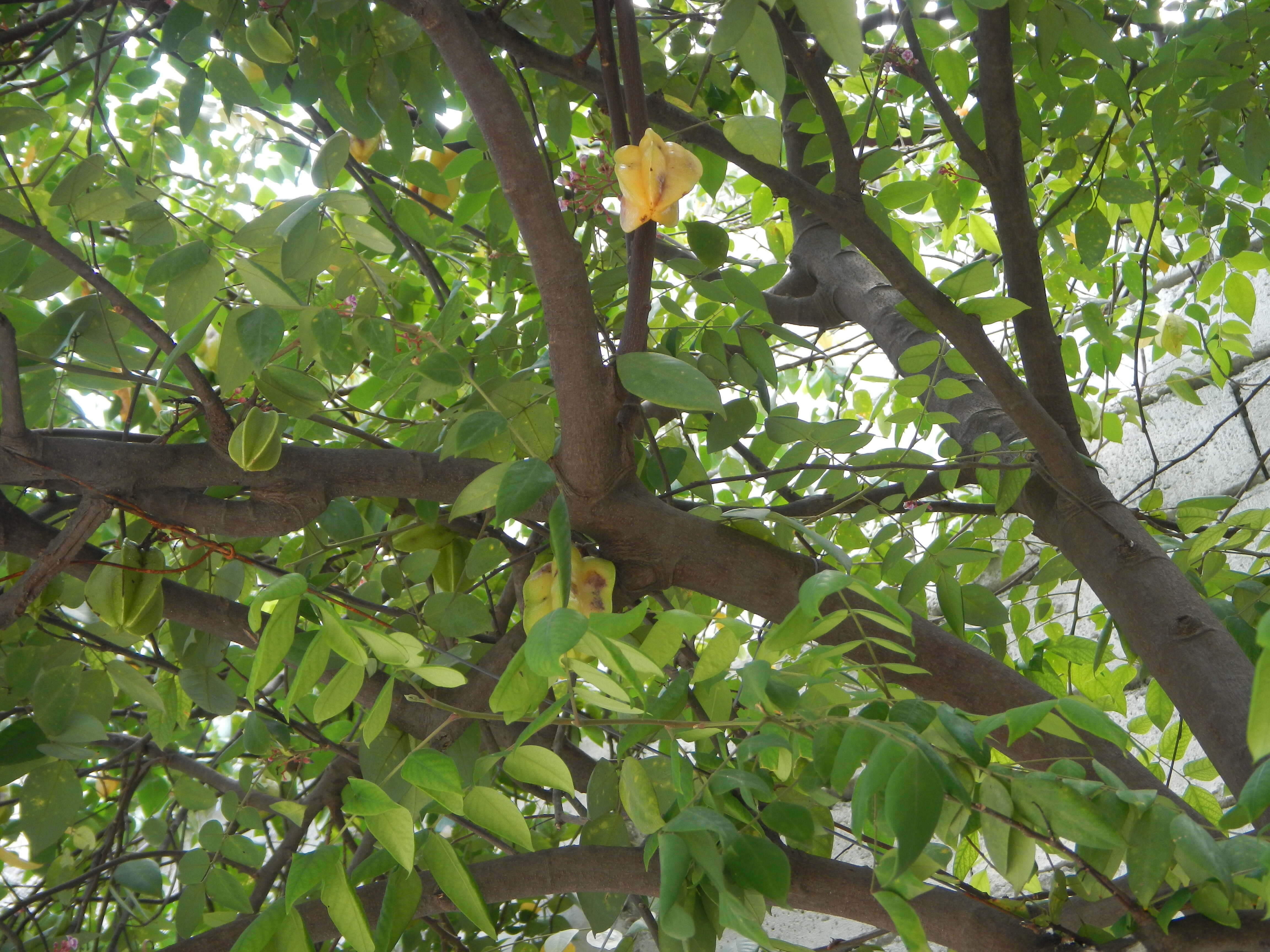 Plancia ëd Averrhoa carambola L.