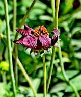 Image of Chocolate Cosmos