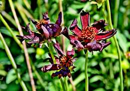 Image of Chocolate Cosmos