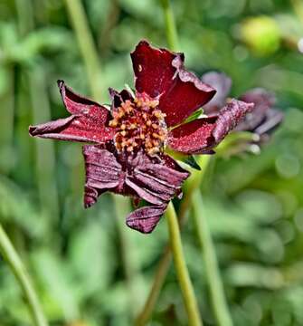 Image of Chocolate Cosmos