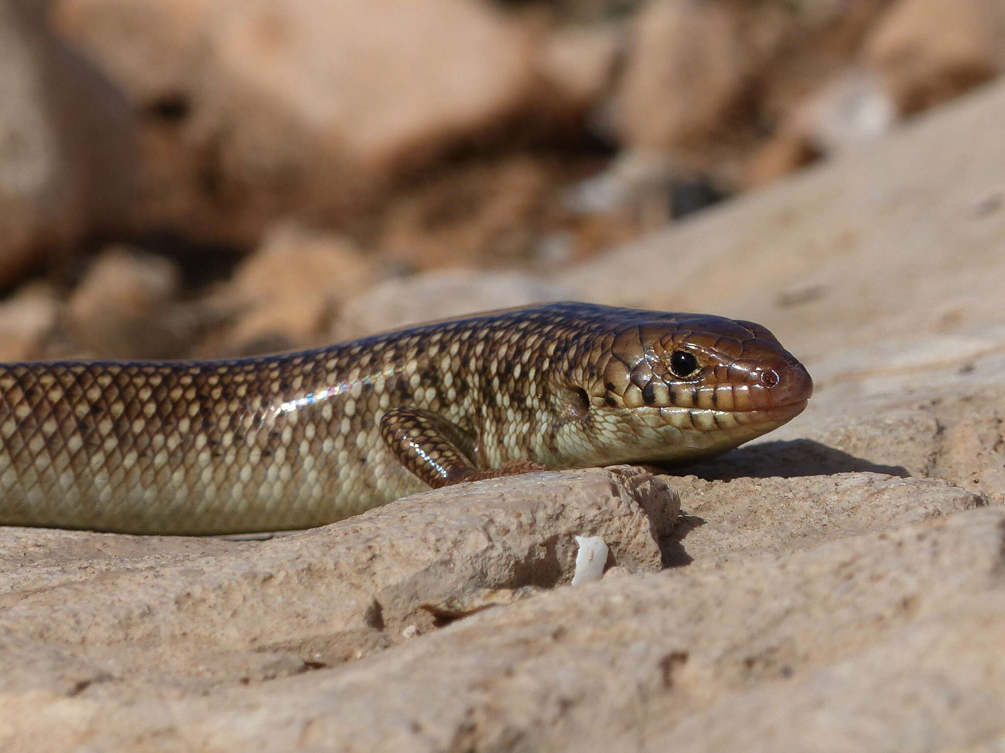 Image of Many-scaled Cylindrical Skink