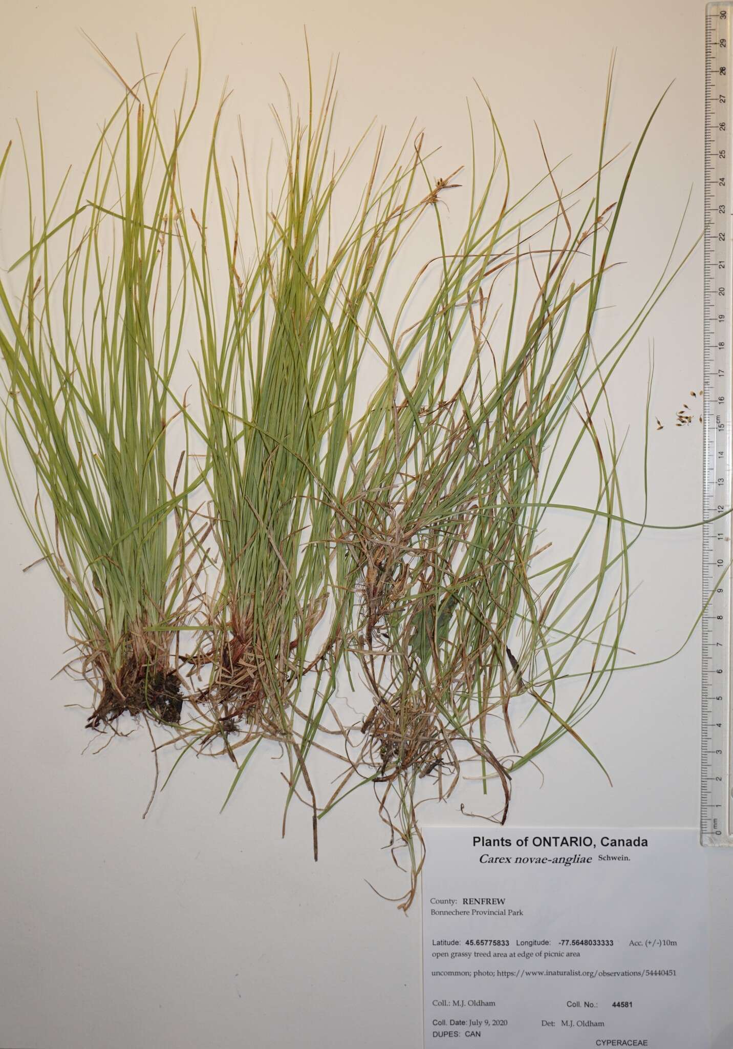 Image of New England sedge