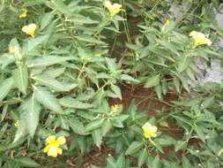 Imagem de Turnera ulmifolia L.