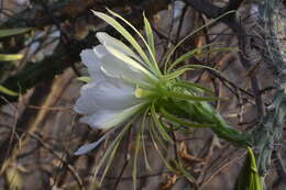 Image of Harrisia adscendens (Gürke) Britton & Rose