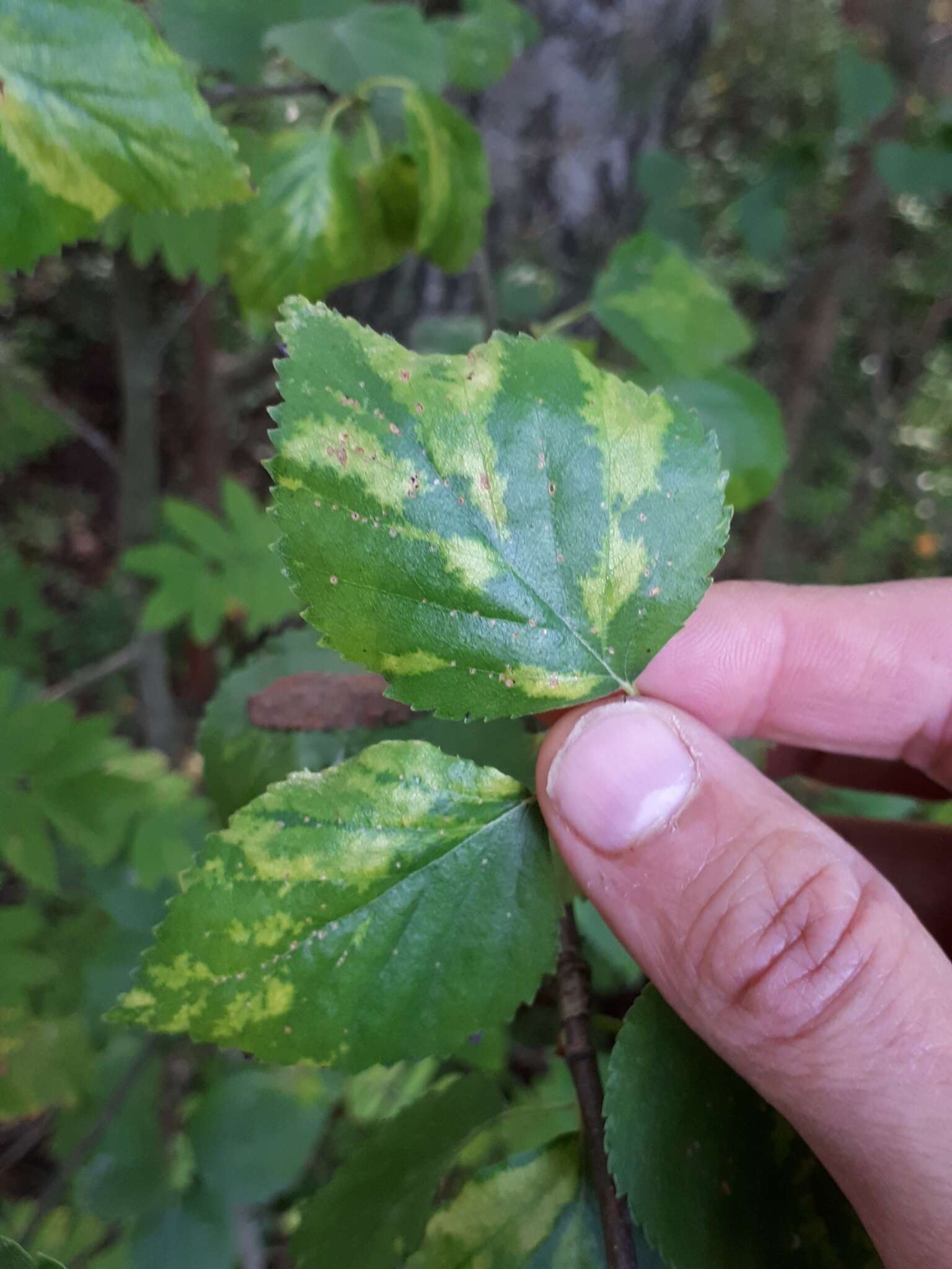 Image of Birch leaf roll-associated virus