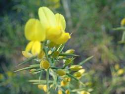 Image of Ulex parviflorus subsp. parviflorus