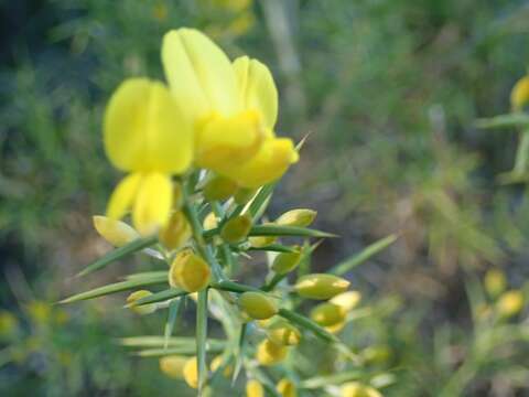 Слика од Ulex parviflorus Pourr.
