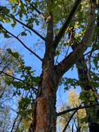 Plancia ëd Nothofagus glauca (Phil.) Krasser