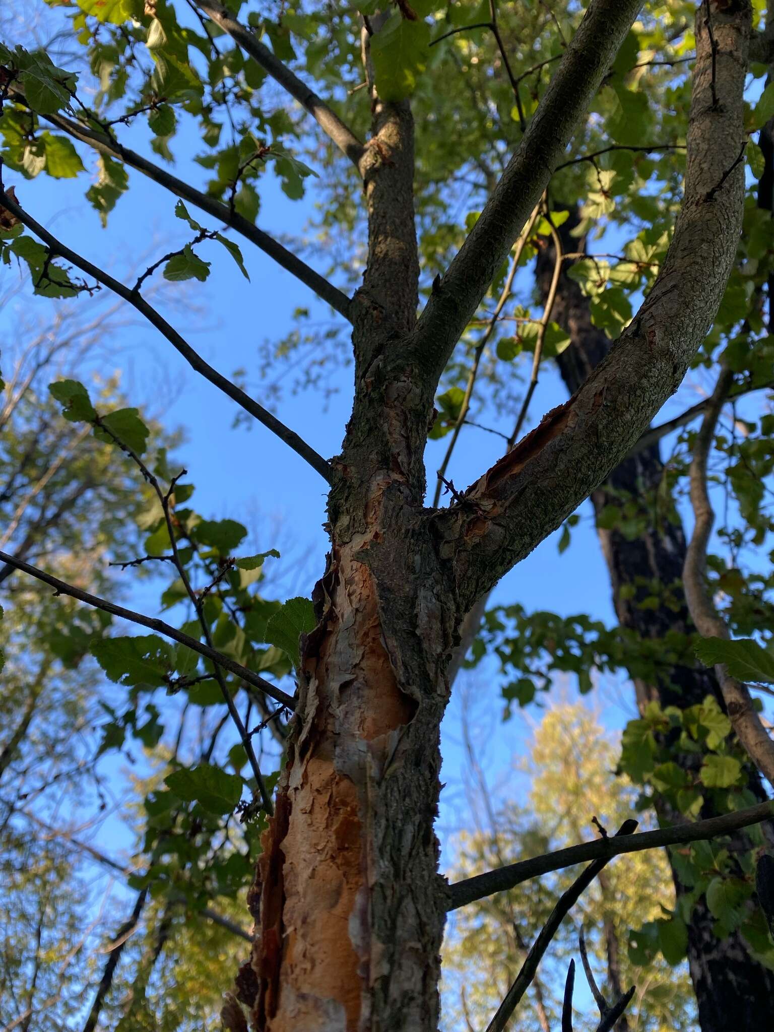 Plancia ëd Nothofagus glauca (Phil.) Krasser