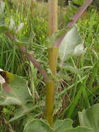 Image of Senecio westermanii Dusen