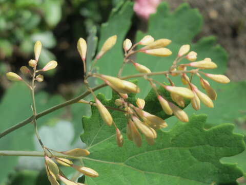 Image of macleaya