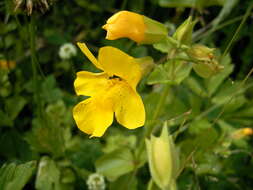 Image of Erythranthe guttata (DC.) G. L. Nesom