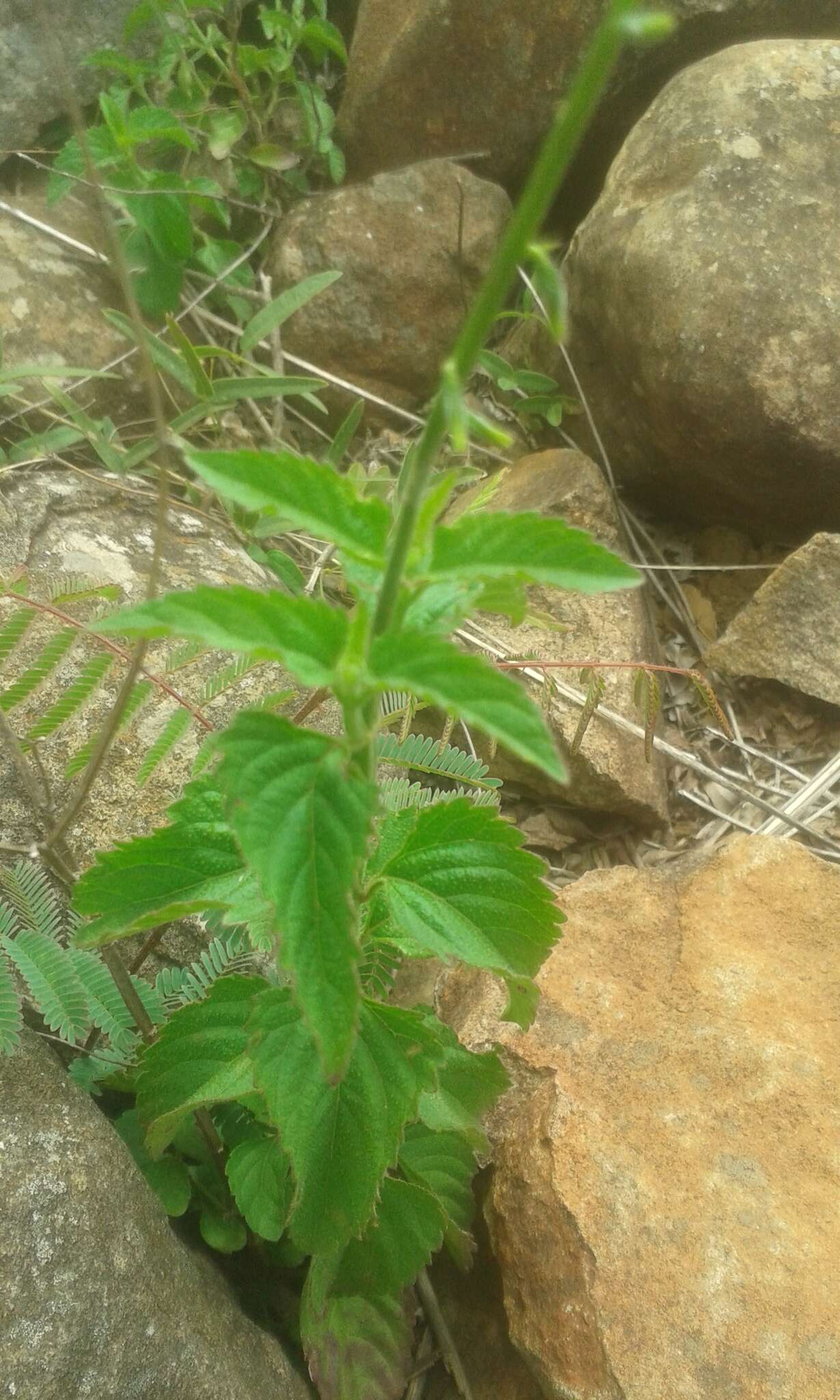 Image of Priva adhaerens (Forssk.) Chiov.