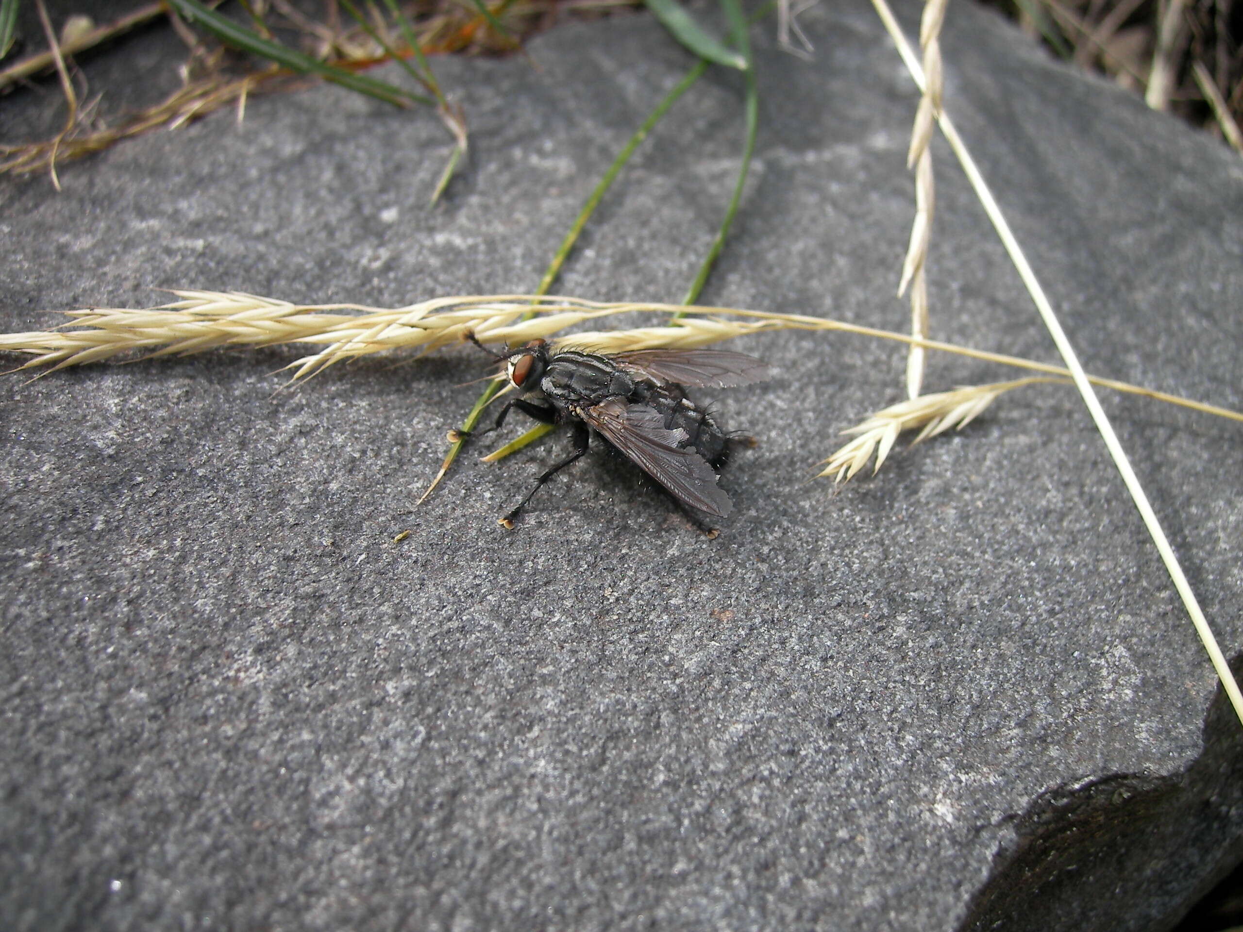 Image of Sarcophaga carnaria (Linnaeus 1758)