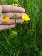 Image of Ranunculus polyanthemos L.