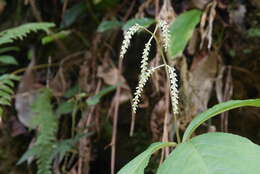 Image of Chloranthus oldhamii Solms