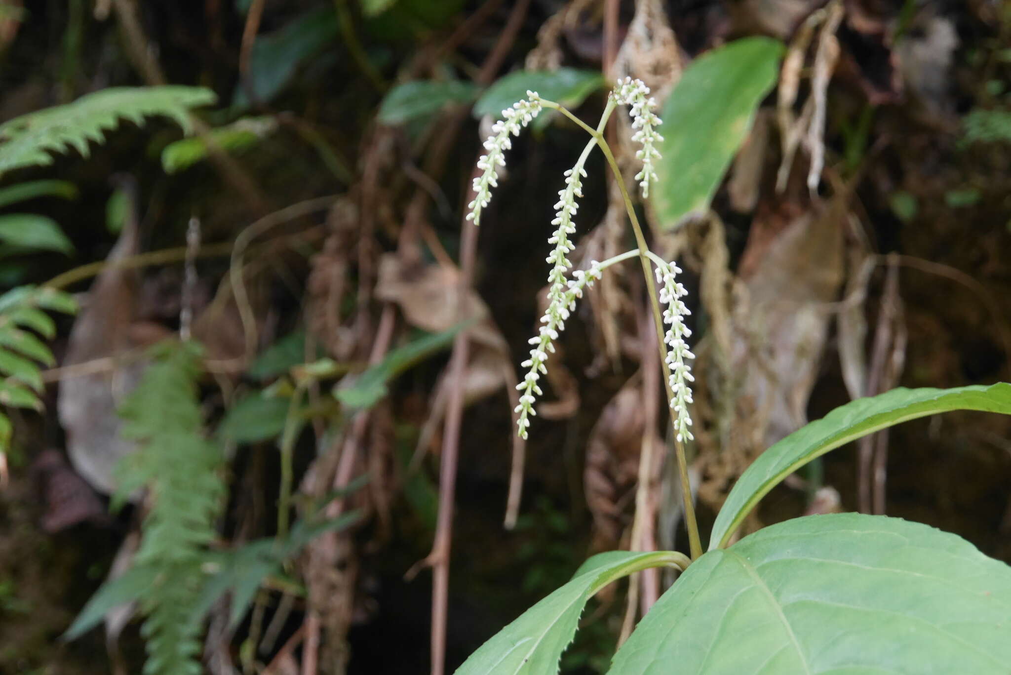 Image of Chloranthus oldhamii Solms