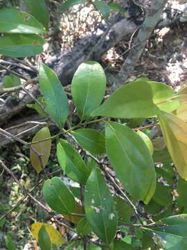 Image of Cryptocarya triplinervis R. Br.