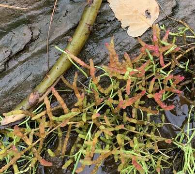 Слика од Salicornia maritima S. L. Wolff & R. L. Jefferies