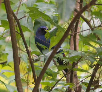 Image of Black-throated Jay