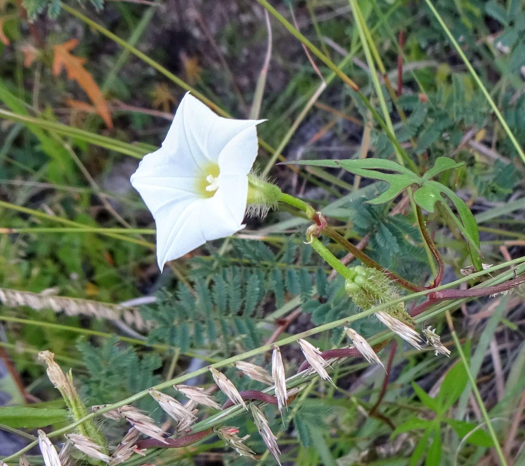 Image de Ipomoea barbatisepala A. Gray