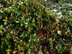 Image of Acaena microphylla subsp. obscurascens Bitter